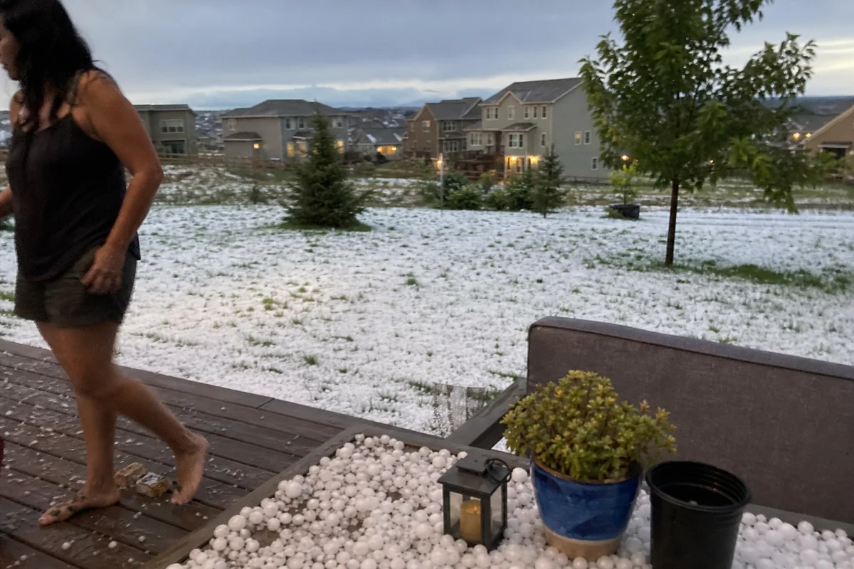 Large hail stones on the lawn of a Castle Rock home after a summer storm